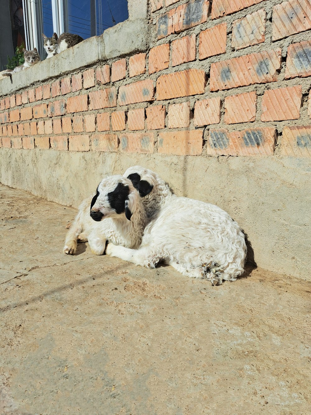 a sheep laying on the ground next to a brick wall