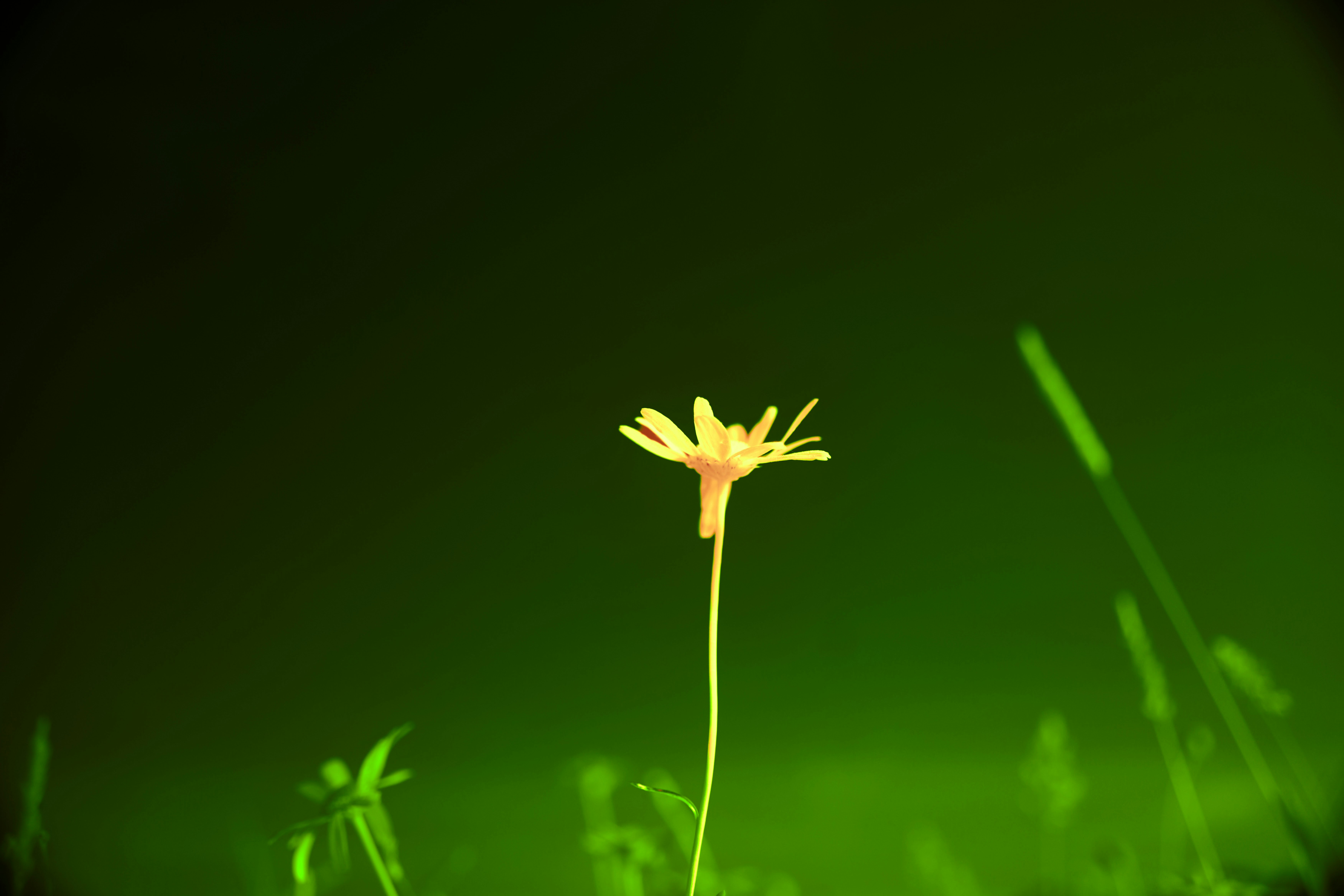 Photo by wolfgang_hasselmann