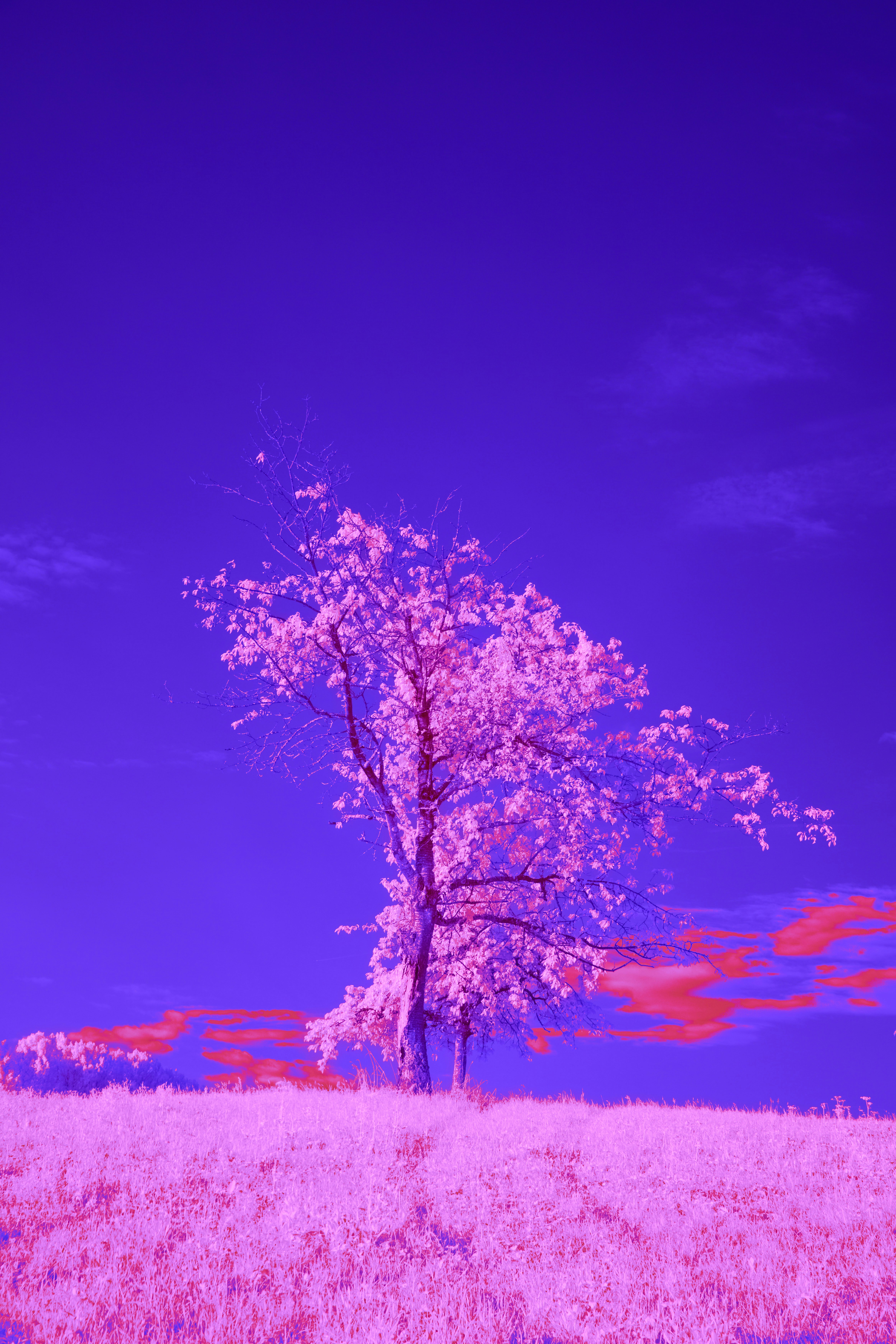 Photo by wolfgang_hasselmann