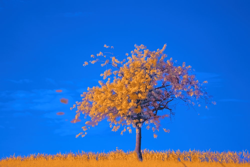 a tree in a field with a blue sky in the background