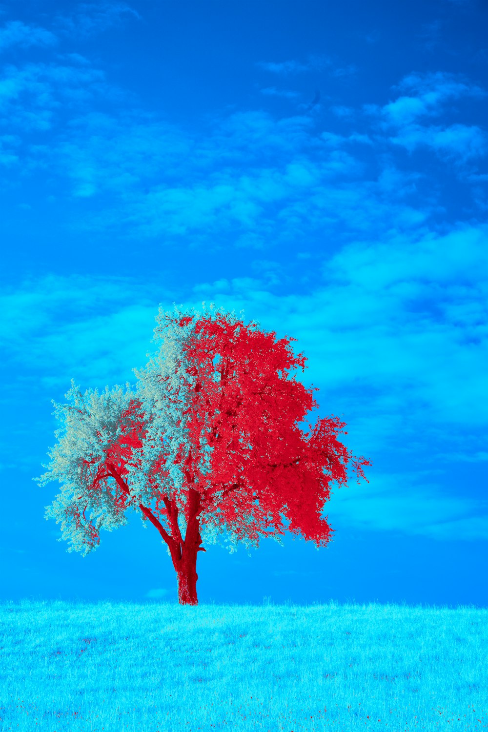 a red and white tree in a grassy field