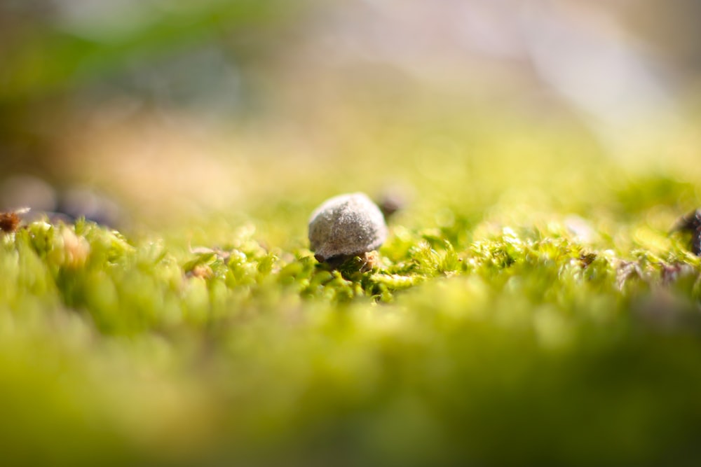 a small mushroom sitting on top of a lush green field