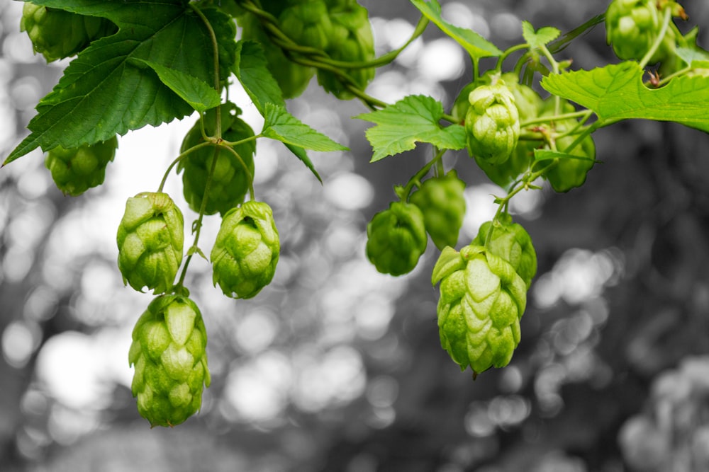 a bunch of green hops hanging from a tree