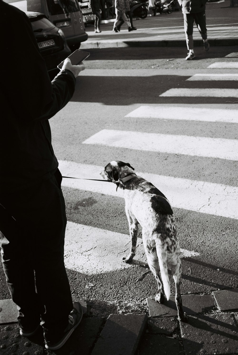 a dog on a leash waiting at a crosswalk