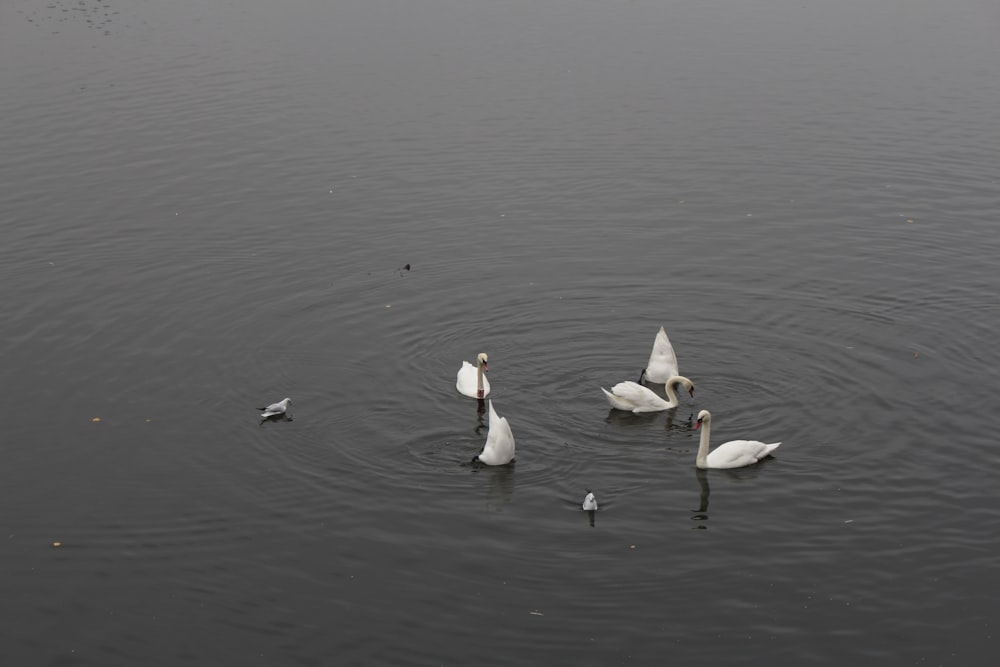 a group of swans swimming in a lake
