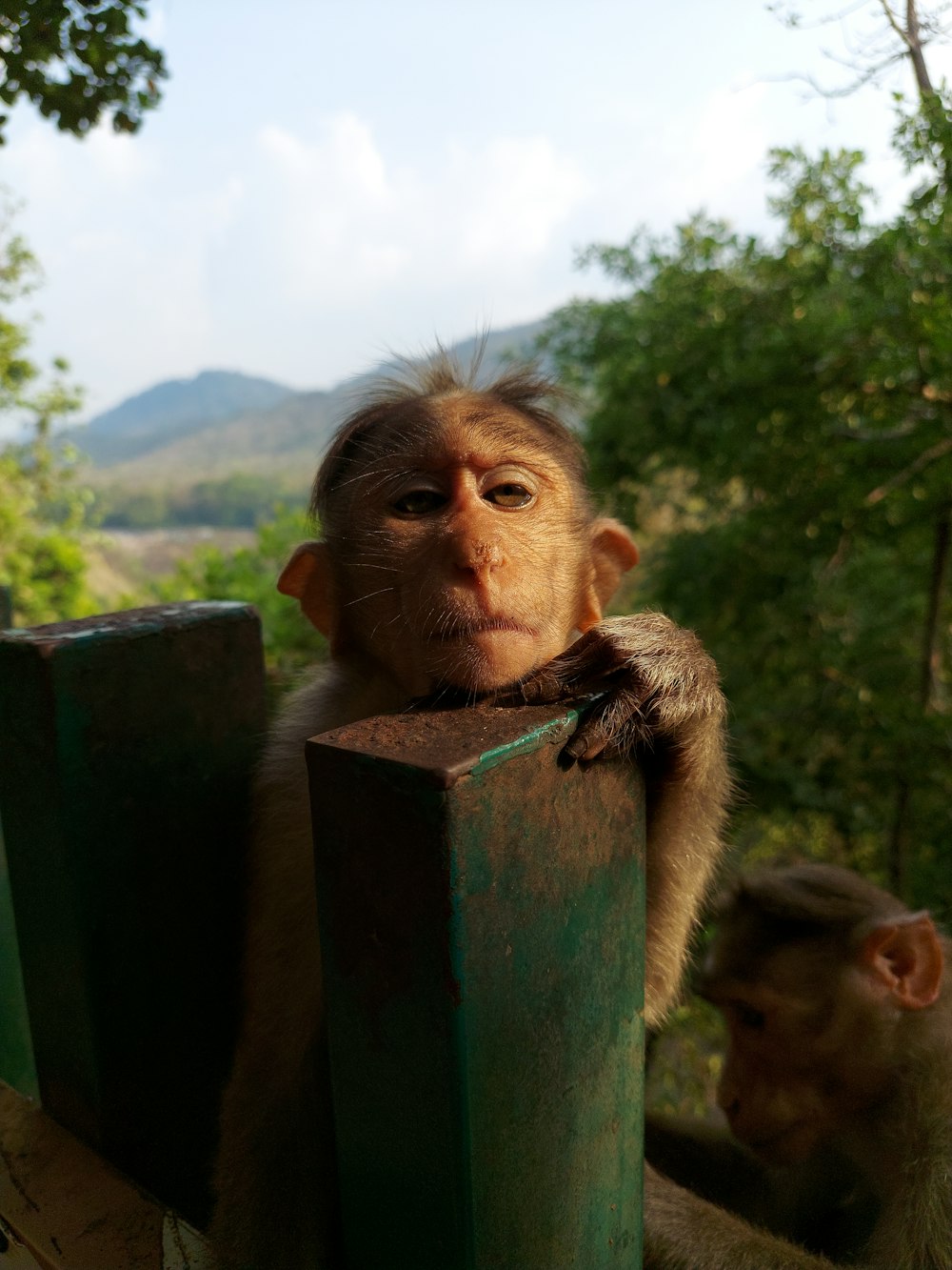 a monkey sitting on top of a wooden fence