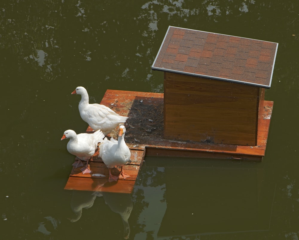 a group of ducks standing on a dock