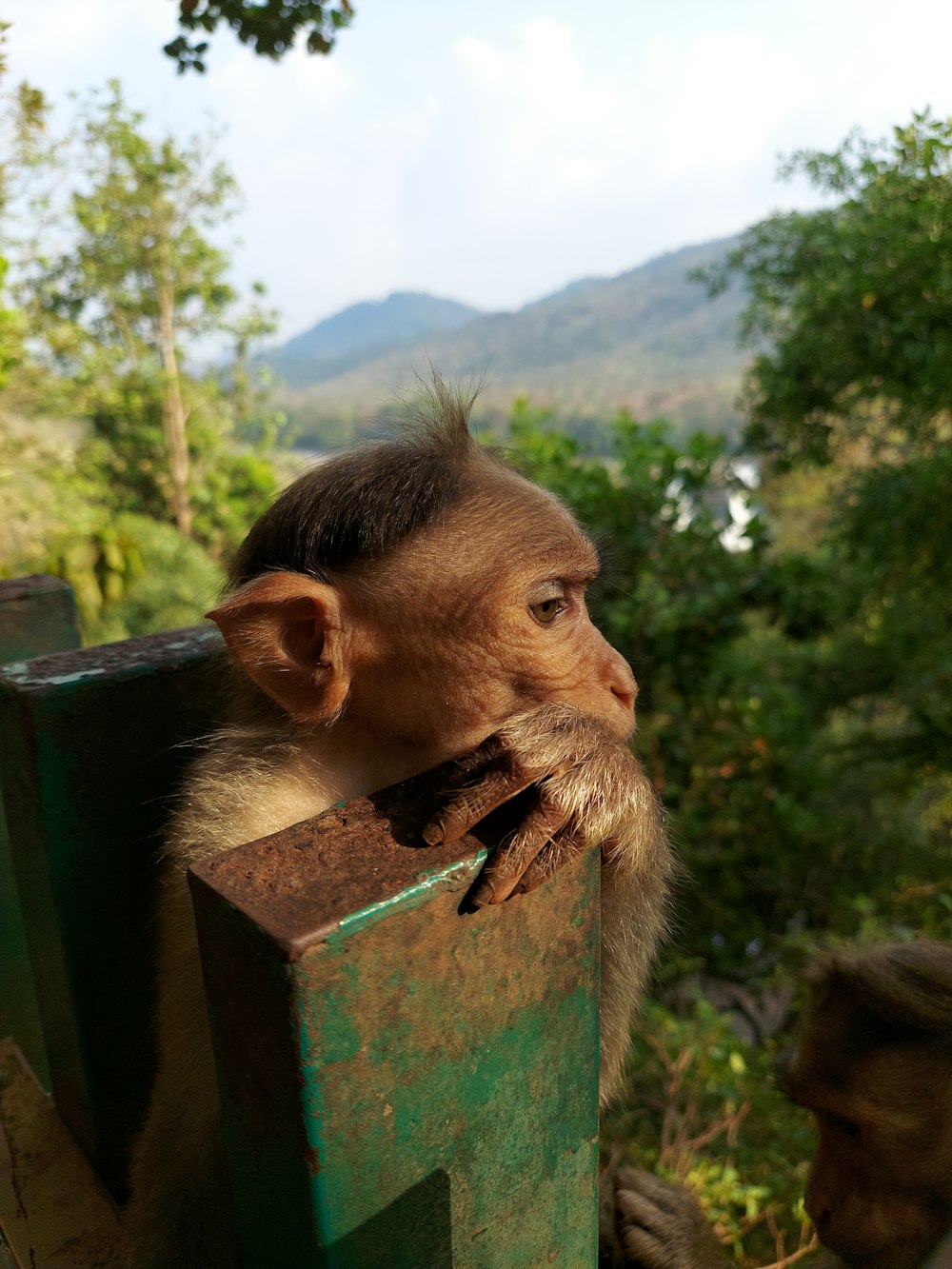 a small monkey sitting on top of a wooden fence