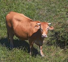 a brown cow standing on top of a lush green field