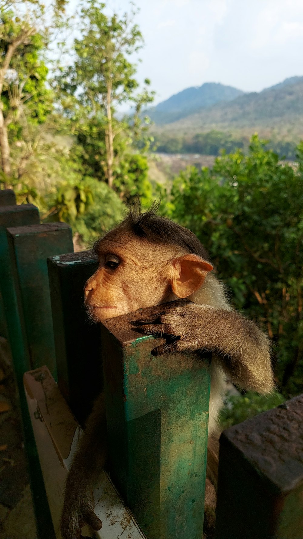um macaco sentado em cima de uma cerca de madeira