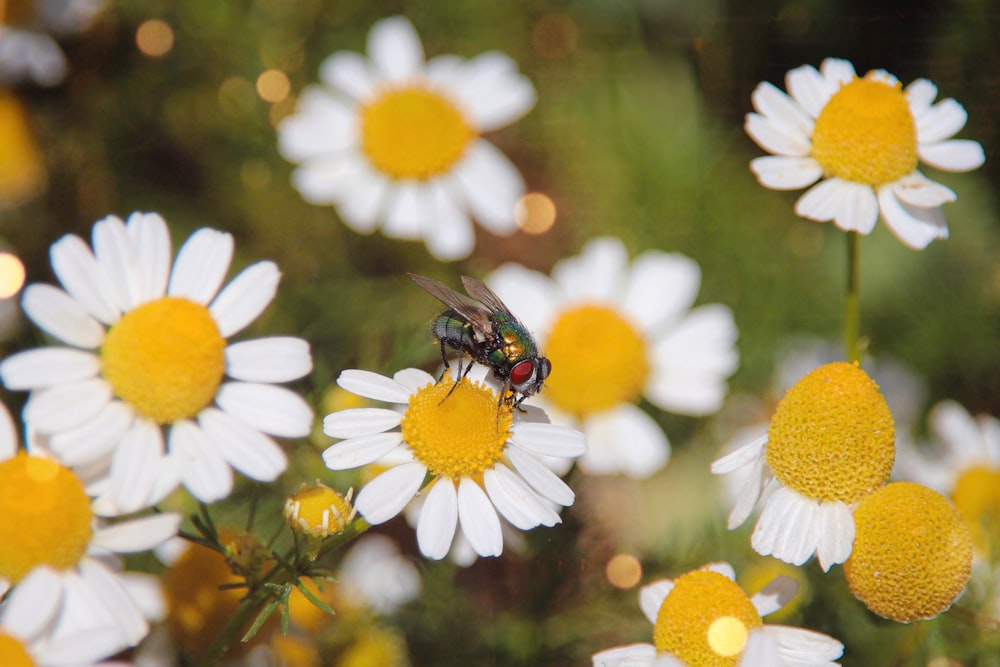 a fly sitting on top of a white and yellow flower