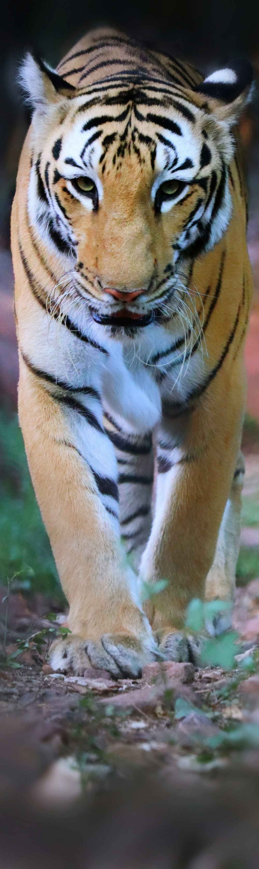 a large tiger walking across a lush green field