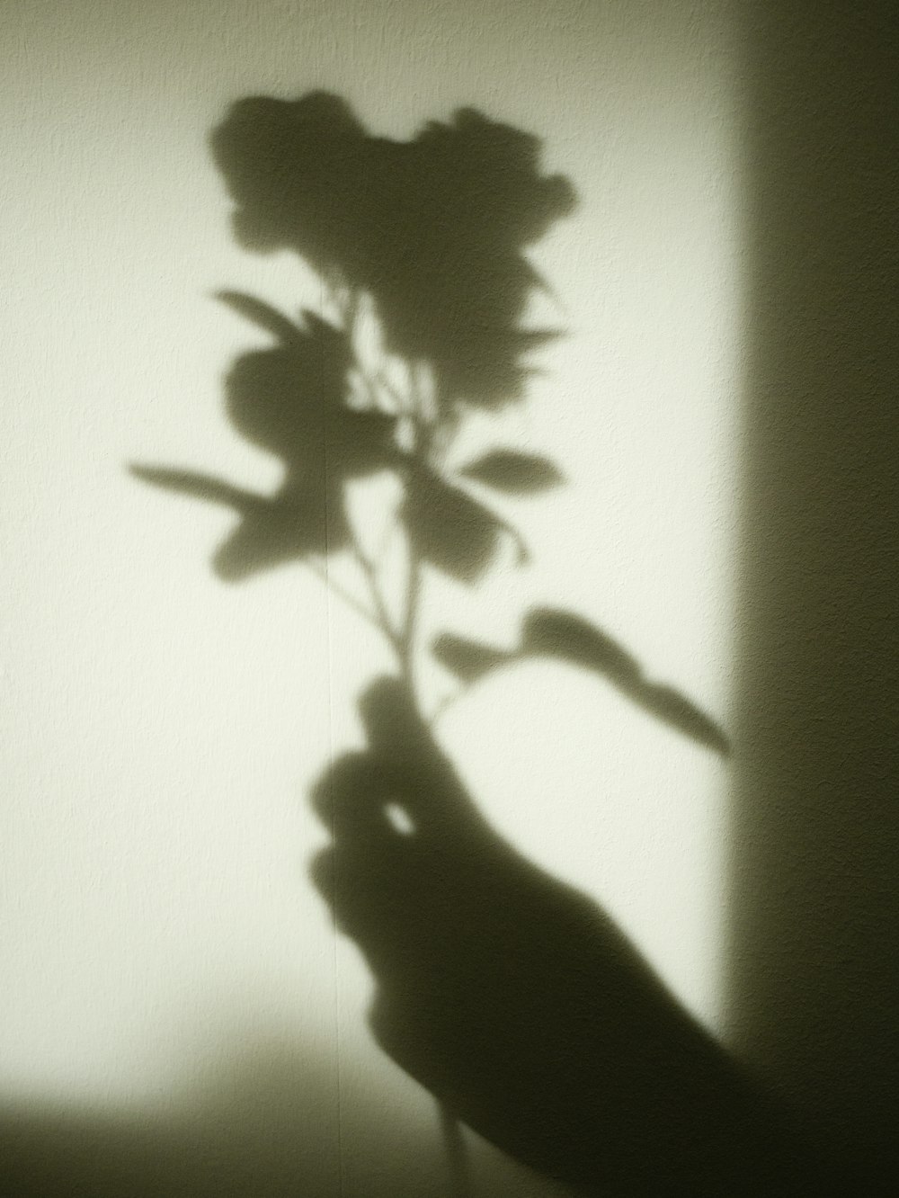 a shadow of a person's hand holding a flower