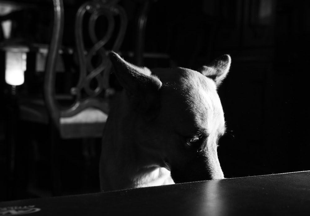 a black and white photo of a dog at a table