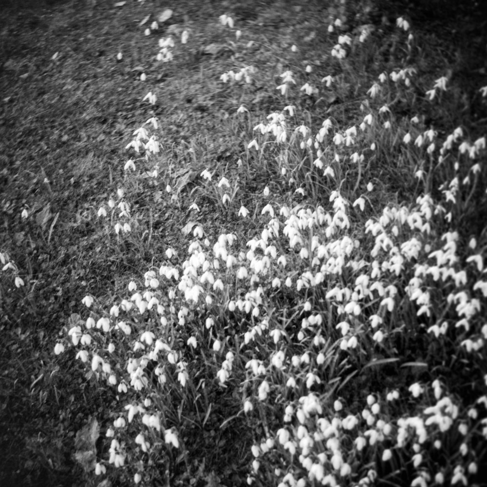 a black and white photo of a bunch of flowers