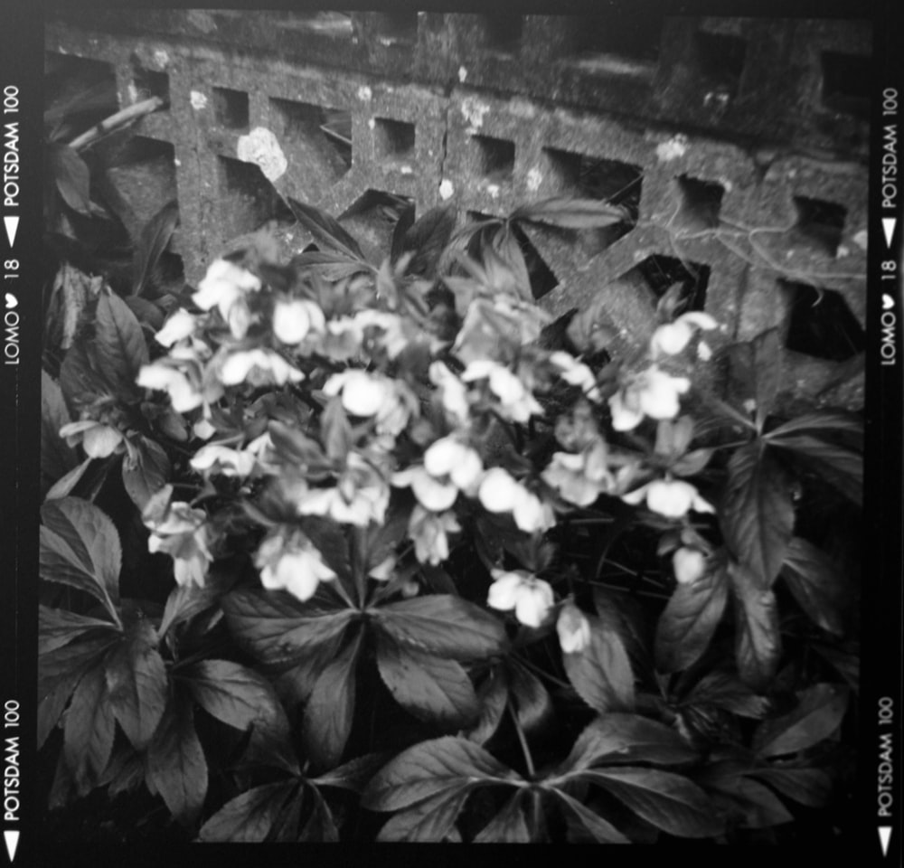 a black and white photo of some flowers