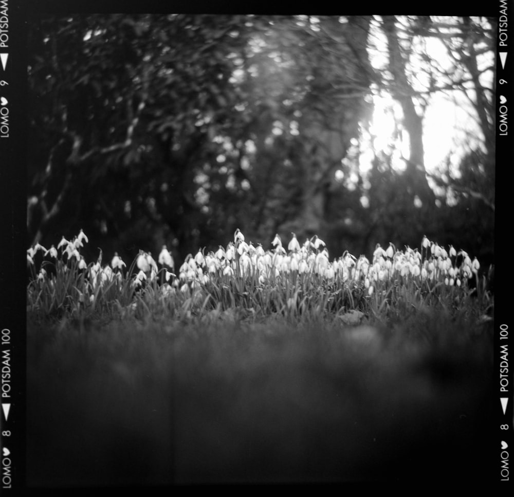 a black and white photo of flowers in the grass