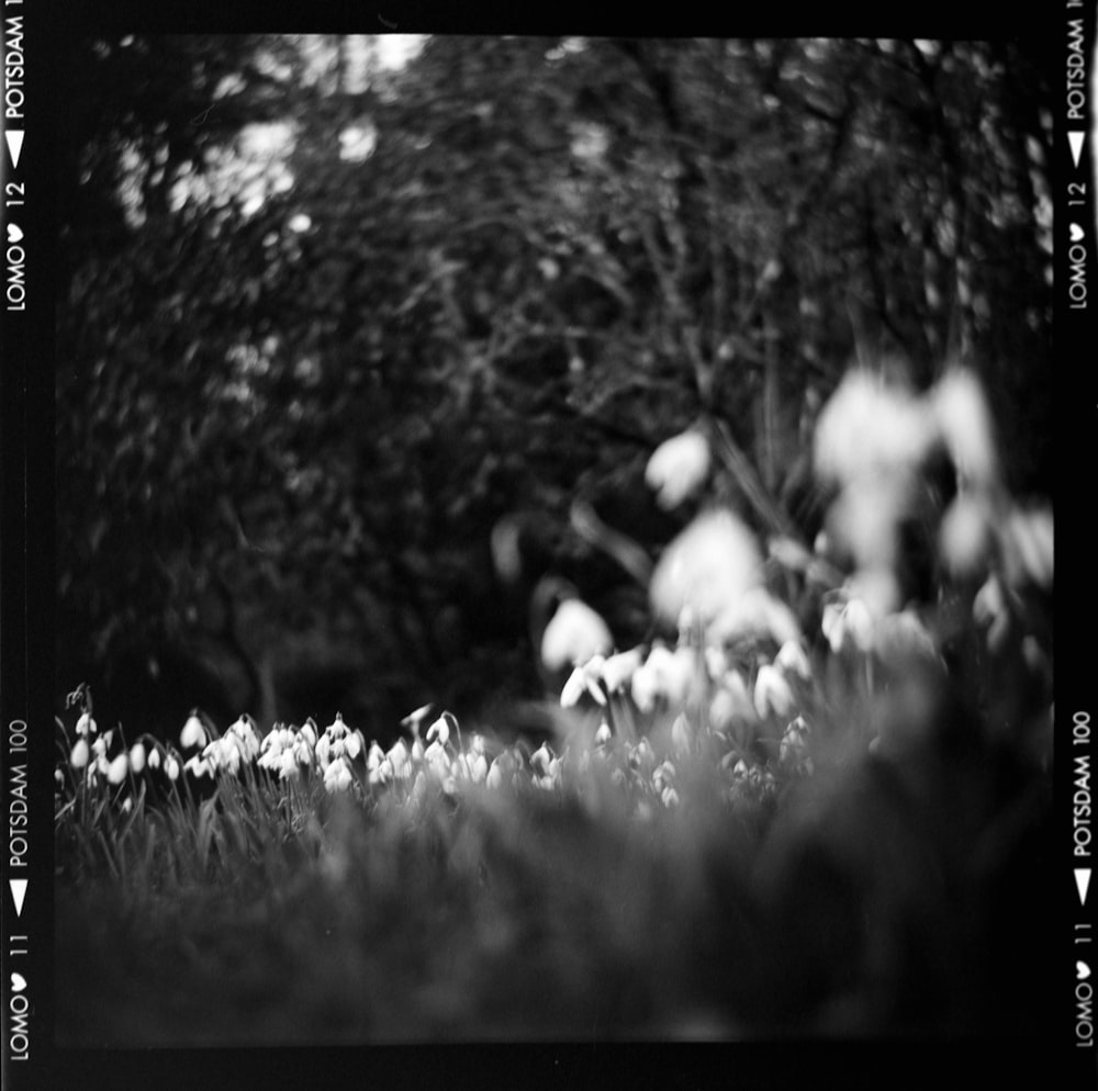 a black and white photo of a field of flowers