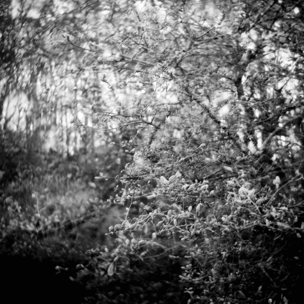 a black and white photo of trees and bushes