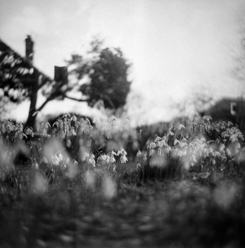 a black and white photo of a field of flowers