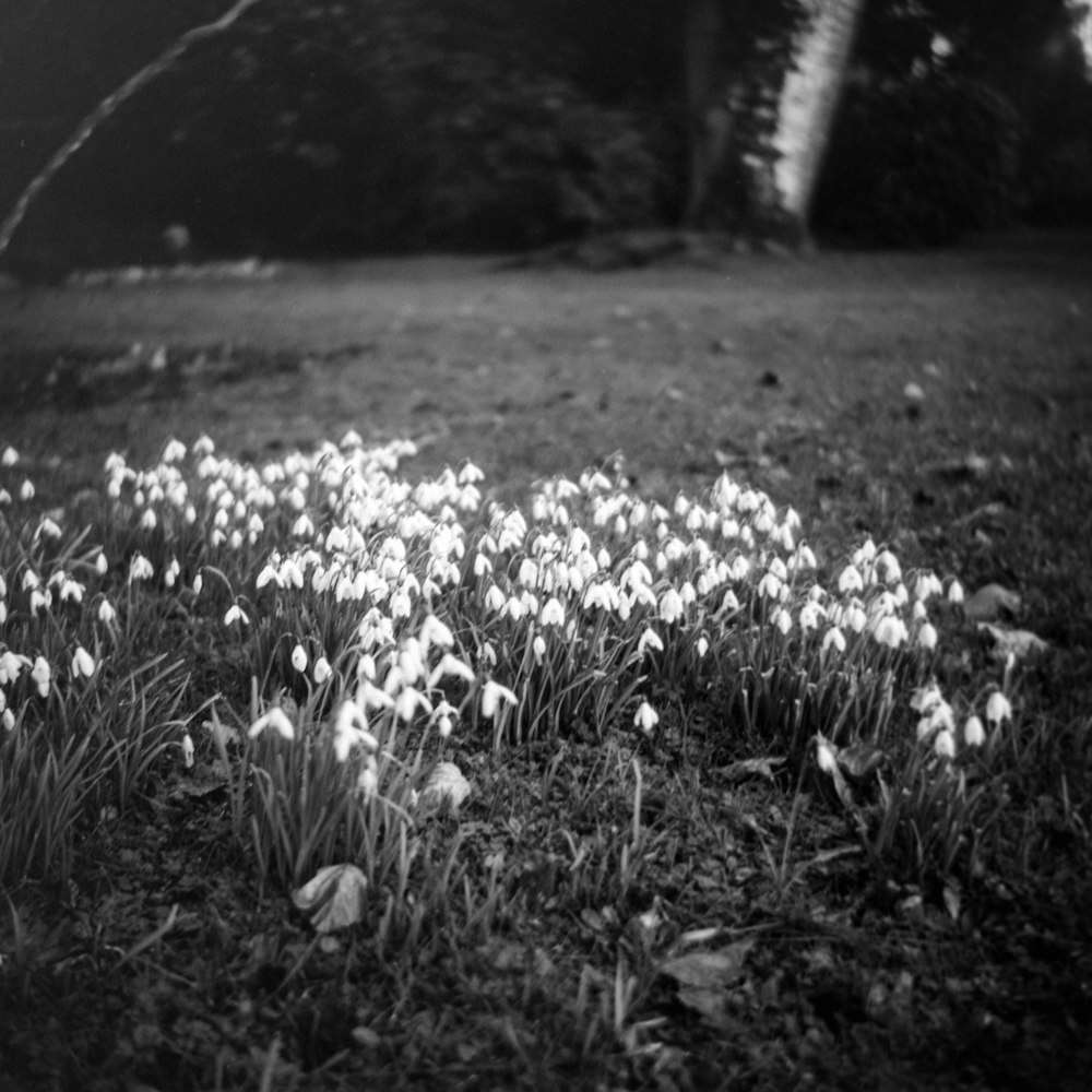 a black and white photo of a field of flowers