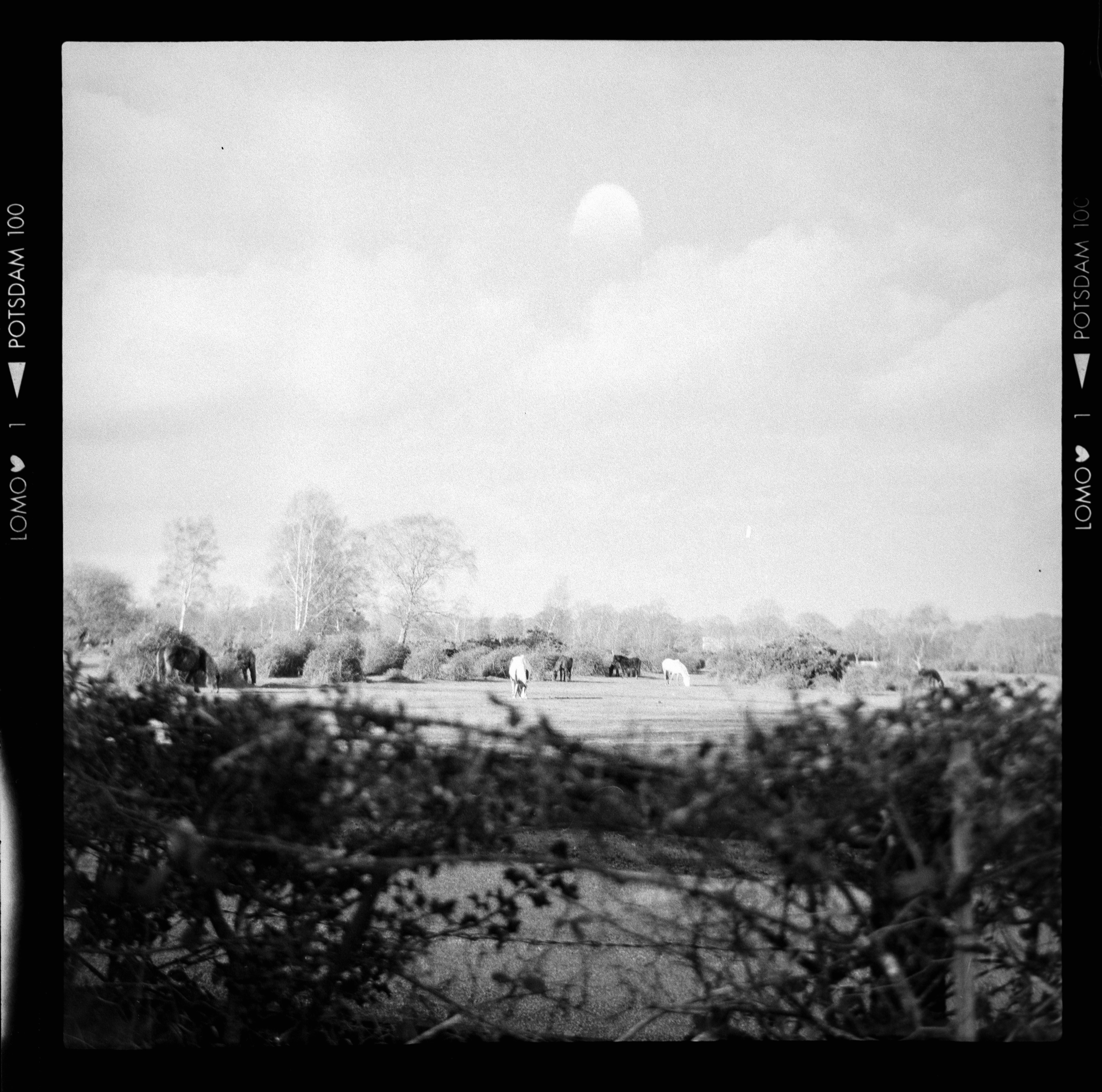 A black and white photo of cows grazing in a field photo – Free ...