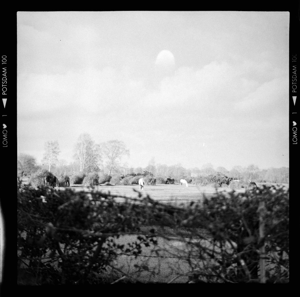 a black and white photo of cows grazing in a field