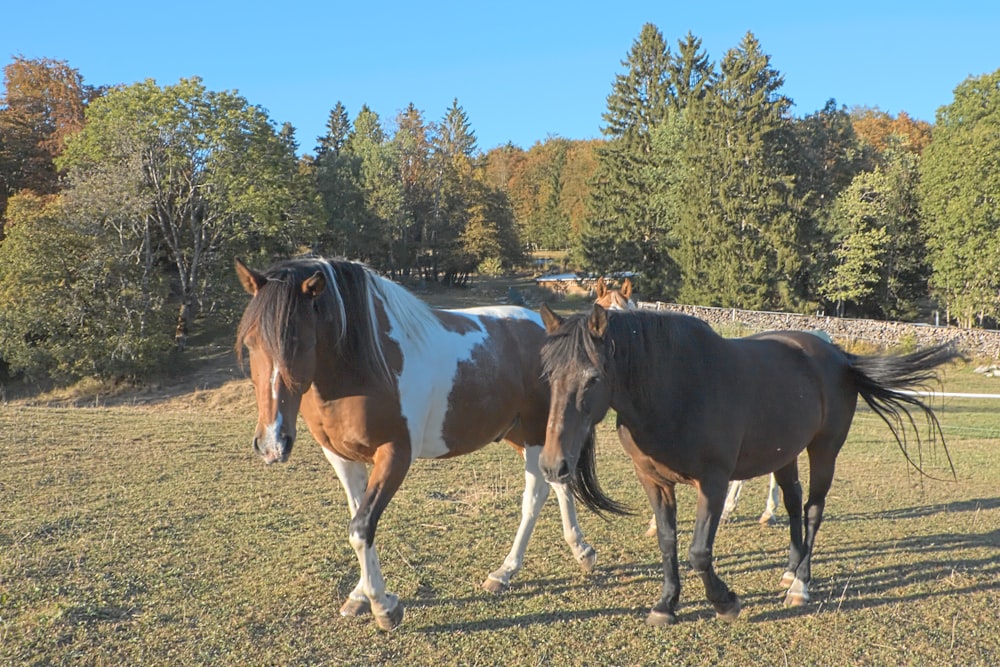 a couple of horses standing on top of a grass covered field