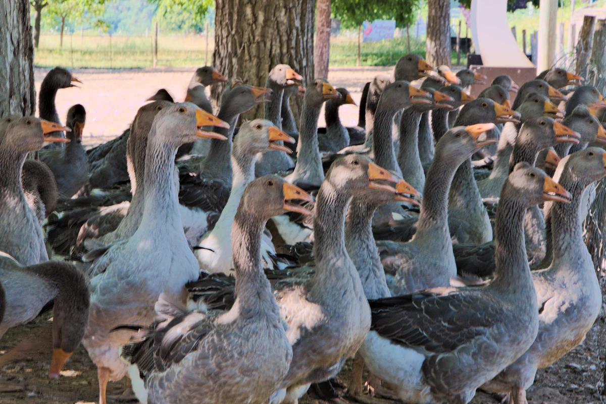 Cámaras Flock de reconocimiento de placas instaladas en un poste urbano