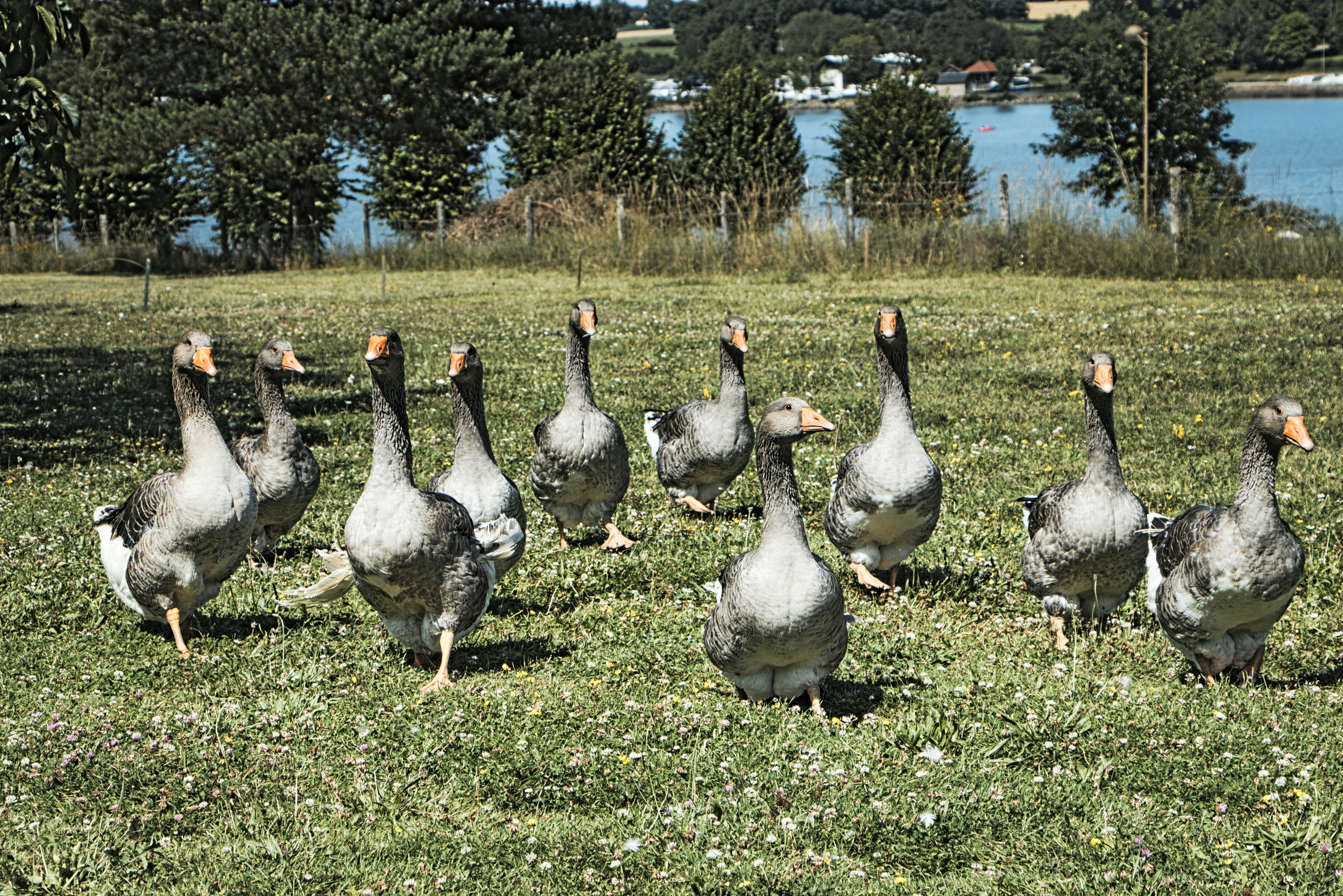 a flock of ducks walking across a lush green field
