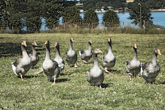 a flock of ducks walking across a lush green field