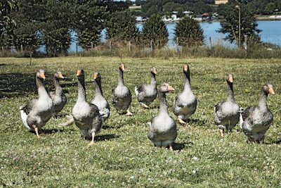 a flock of ducks walking across a lush green field