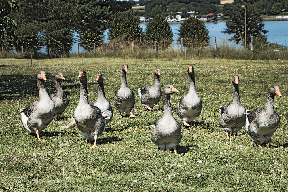 a flock of ducks walking across a lush green field