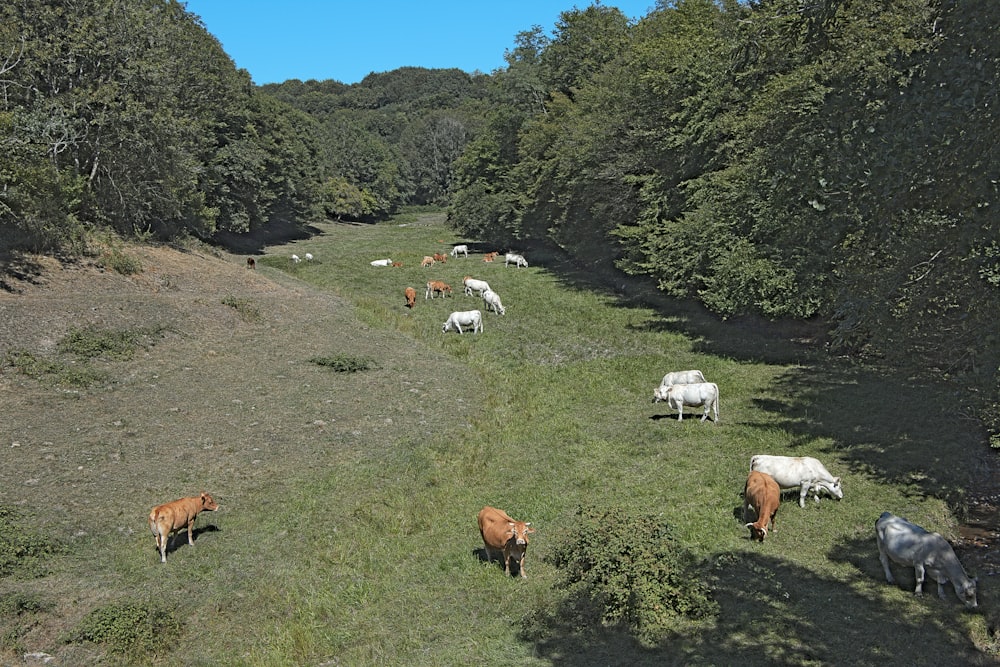 a herd of cattle grazing on a lush green hillside