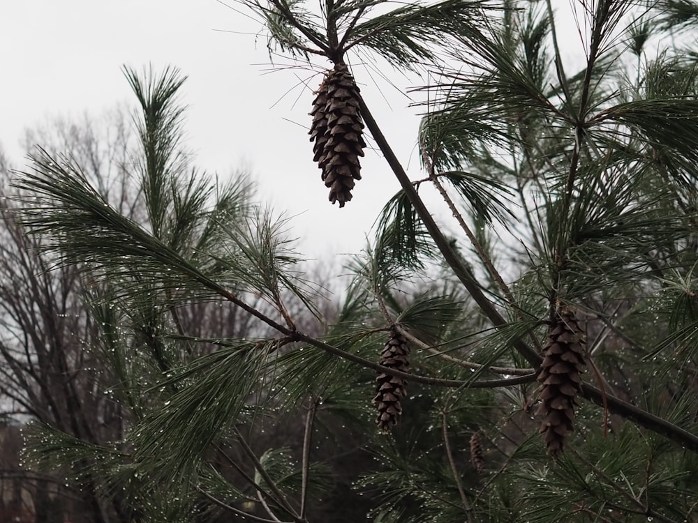 a pine cone hanging from a tree branch