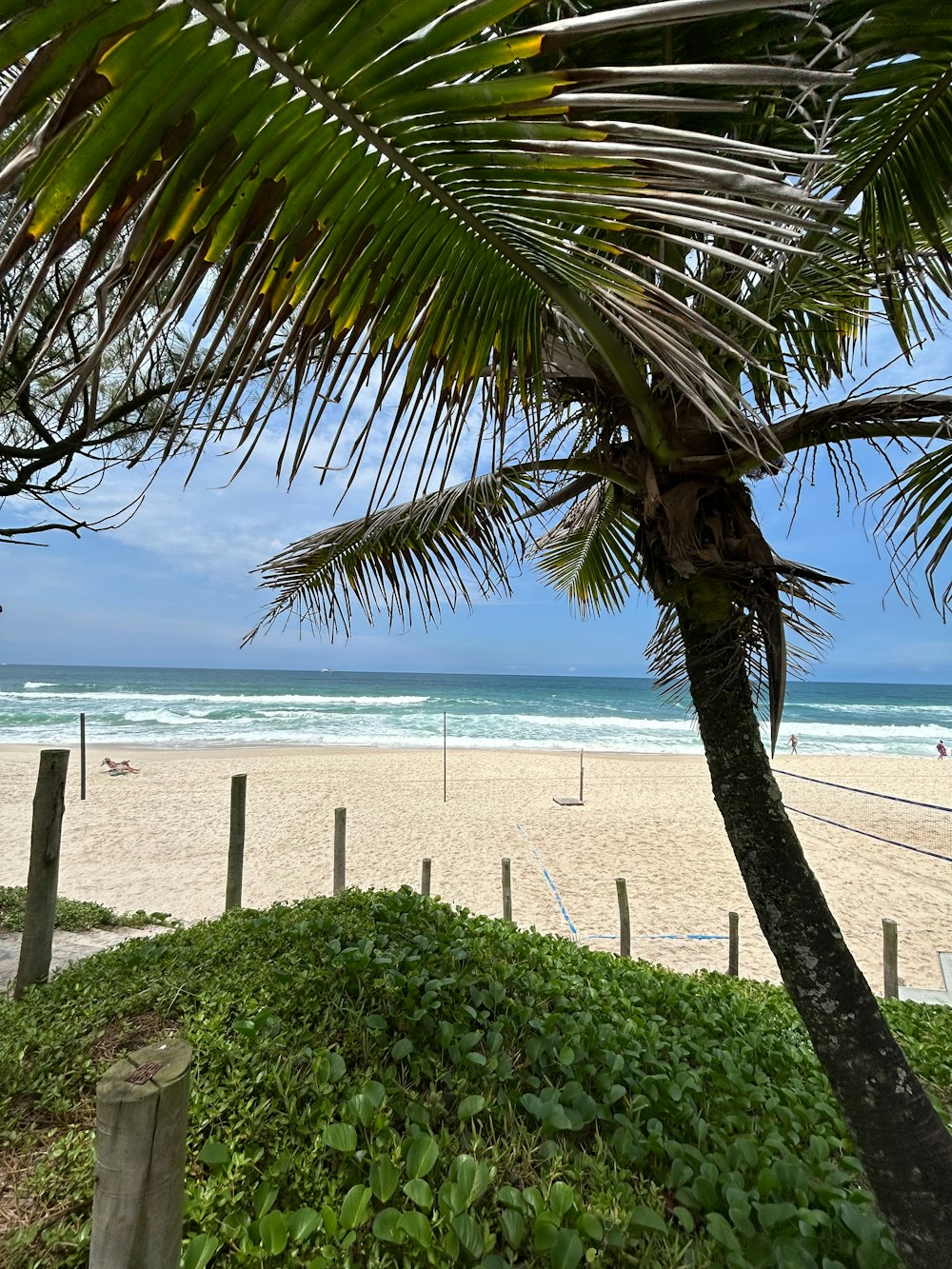 a view of a beach with a palm tree in the foreground