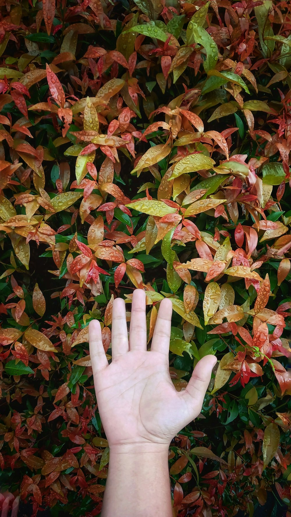 a person's hand reaching up towards a plant