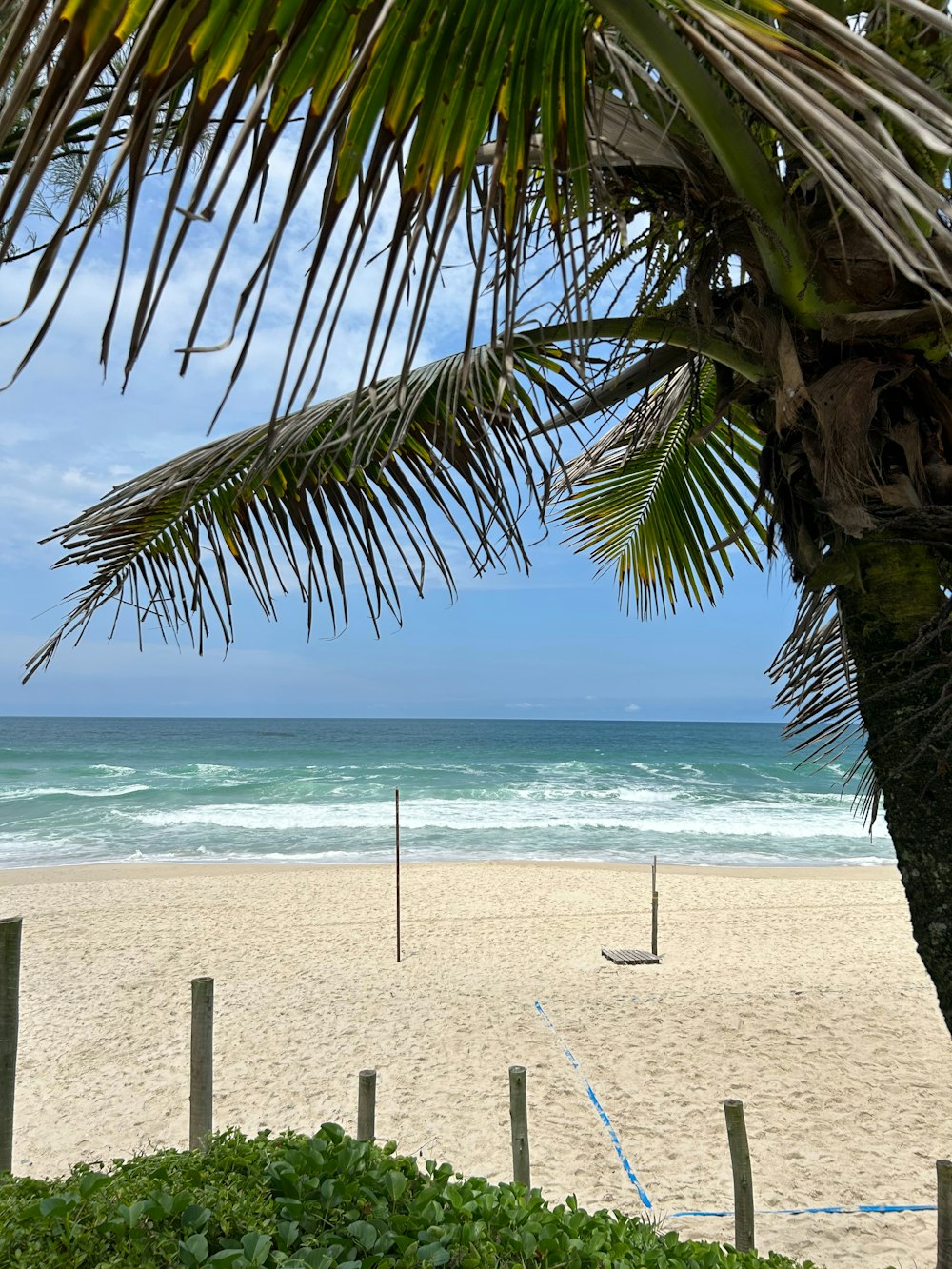 a view of a beach from behind a palm tree