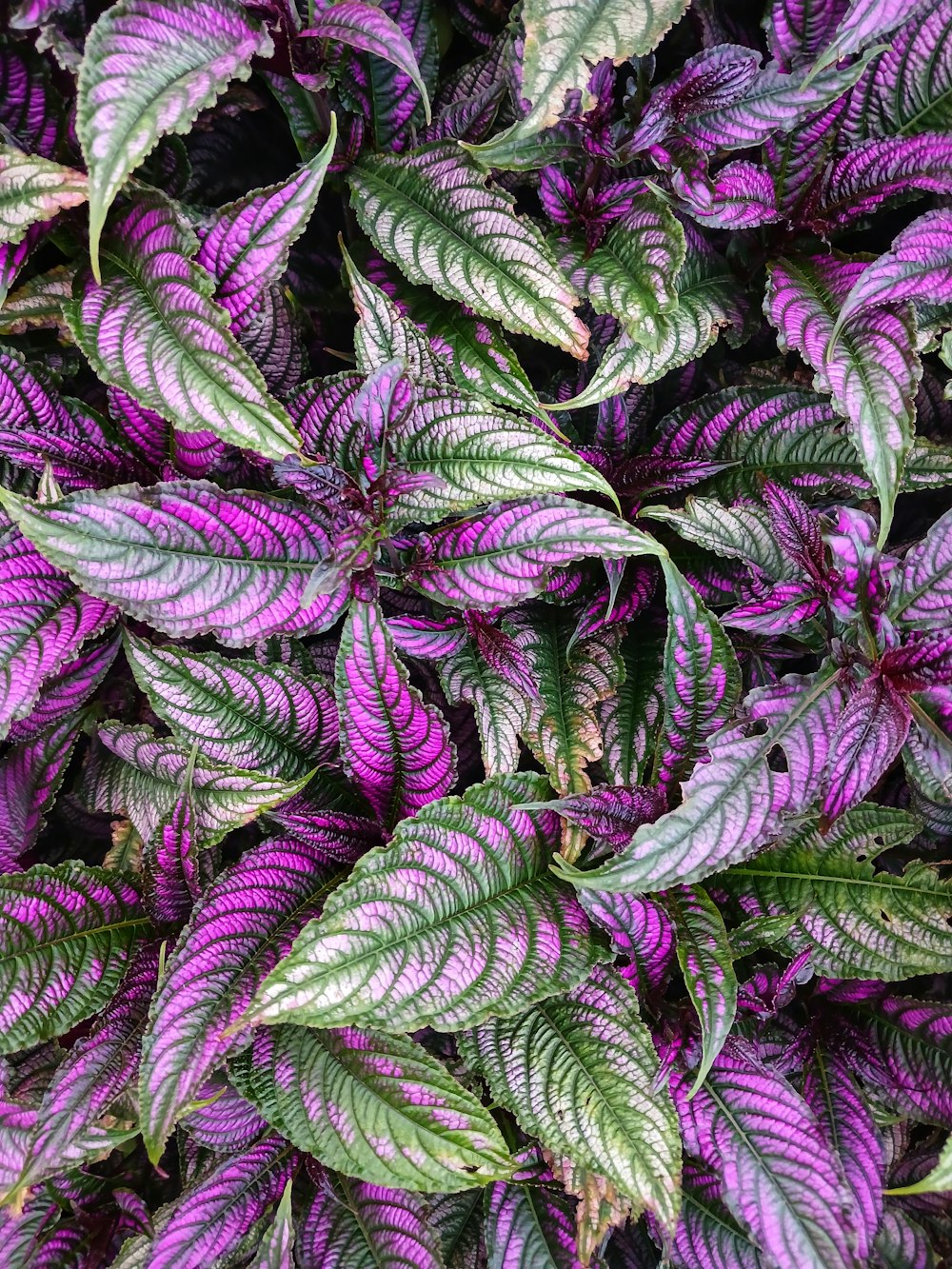 a close up of a purple and green plant