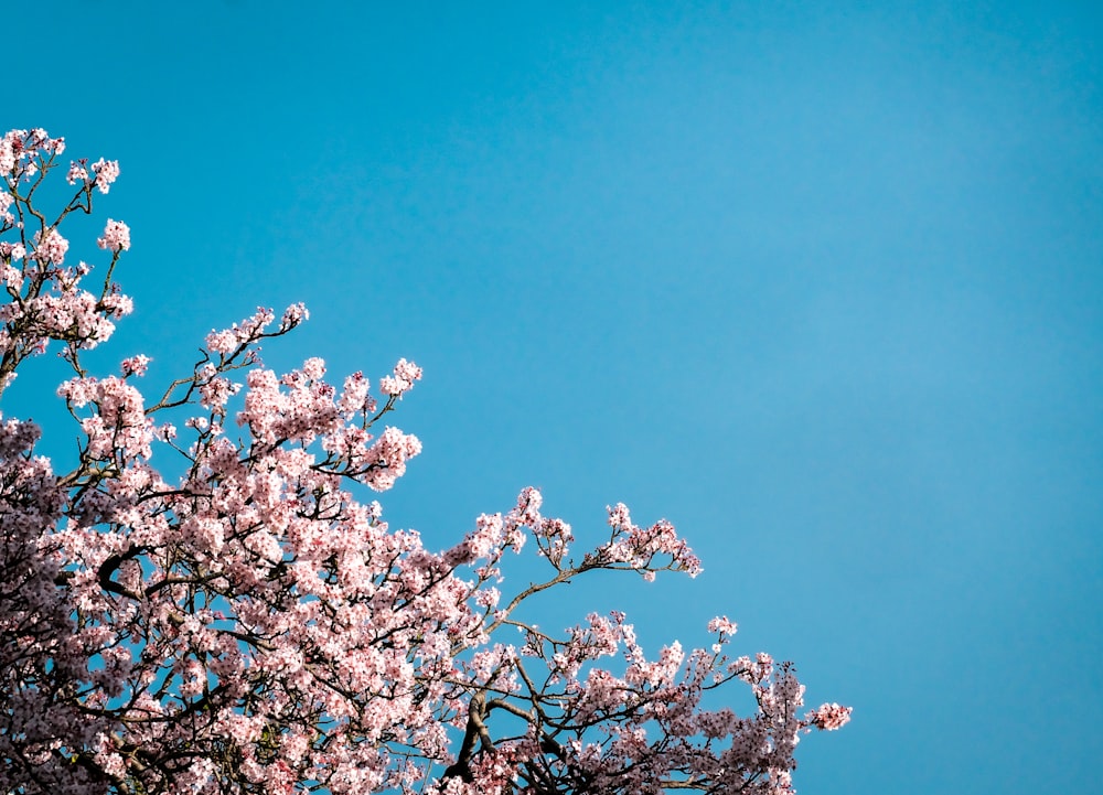 a tree with lots of pink flowers in front of a blue sky