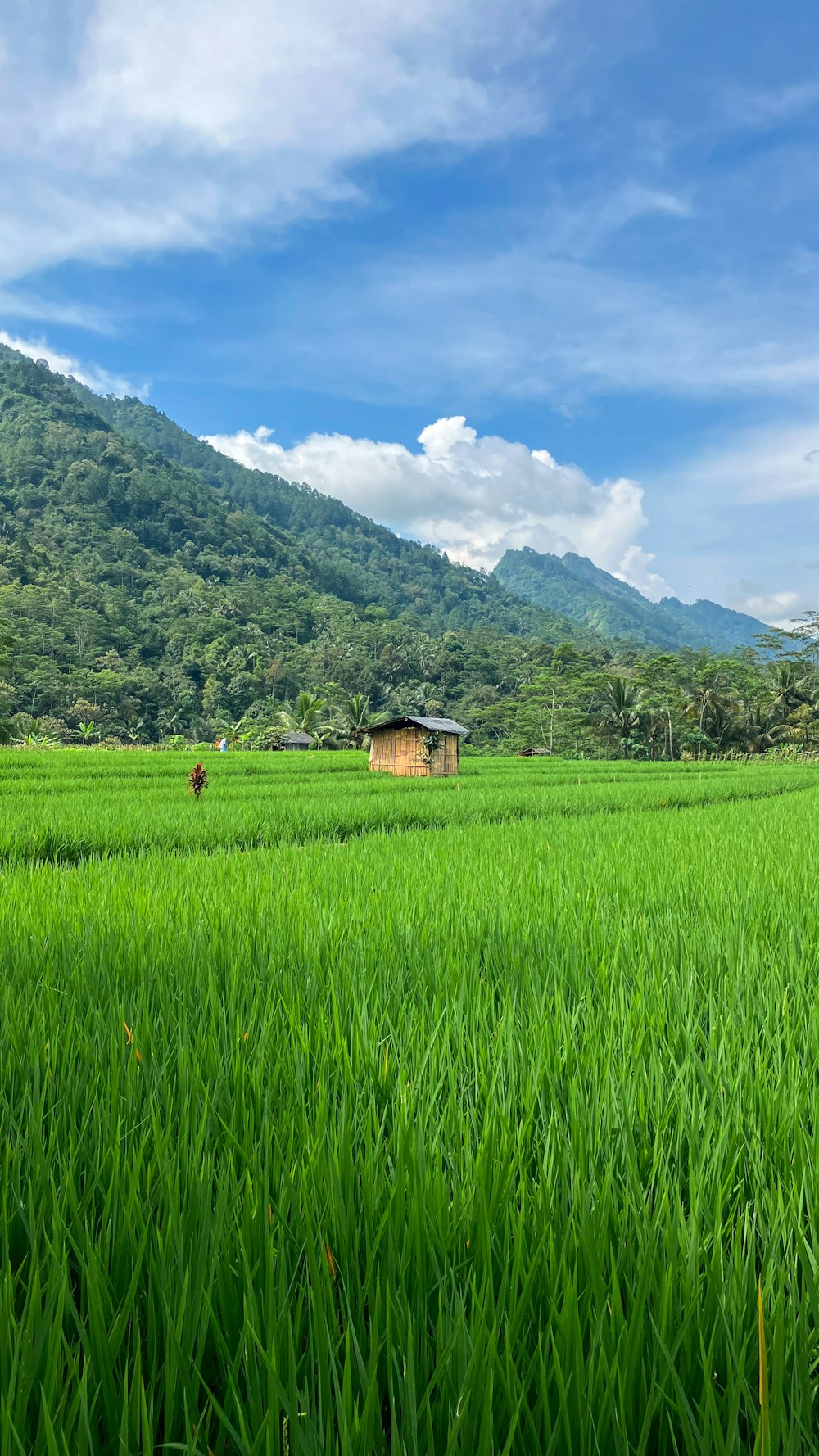 a lush green field with a house in the background