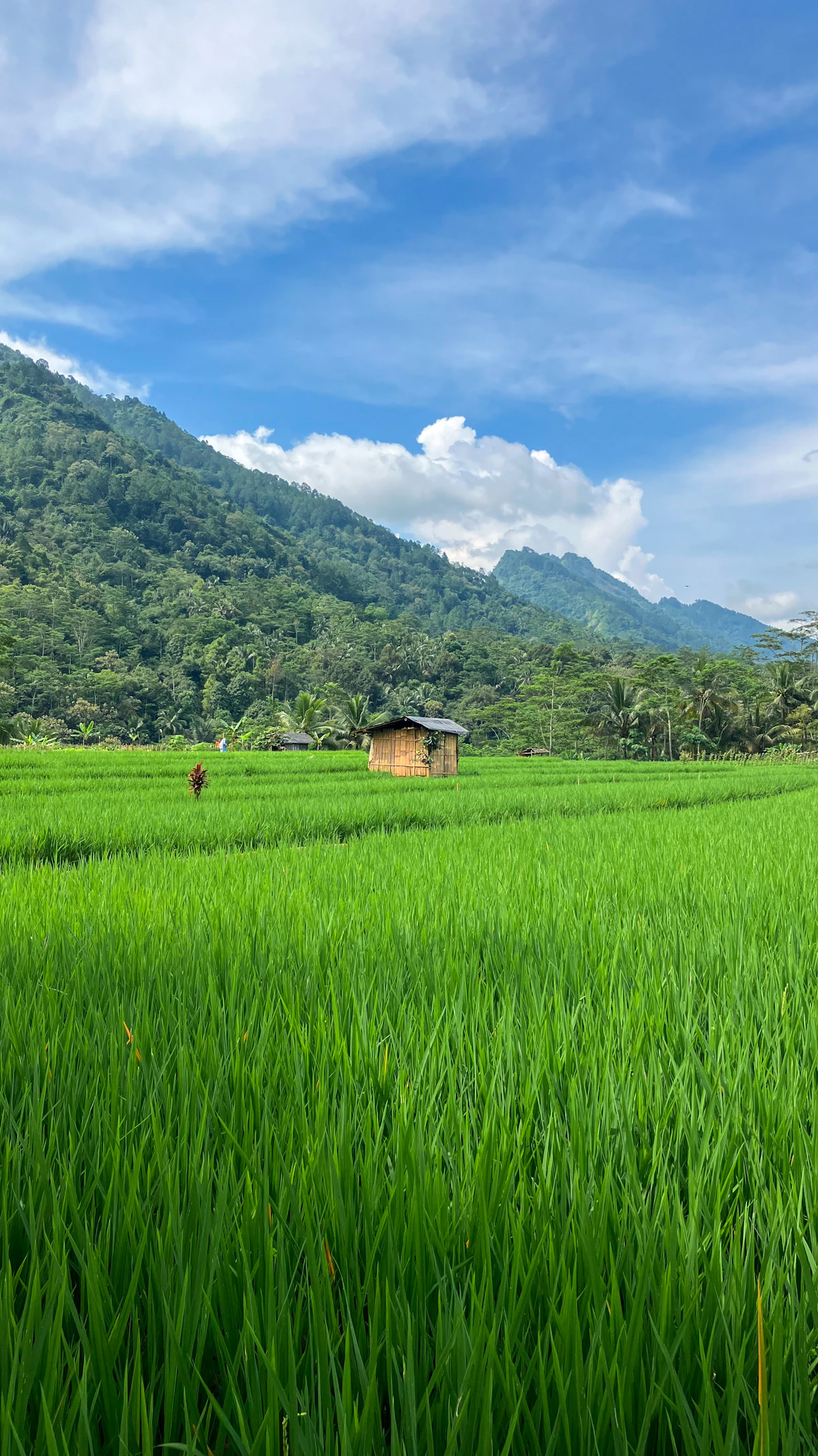 Hamparan sawah hijau dengan pondok bambu di pedesaan
