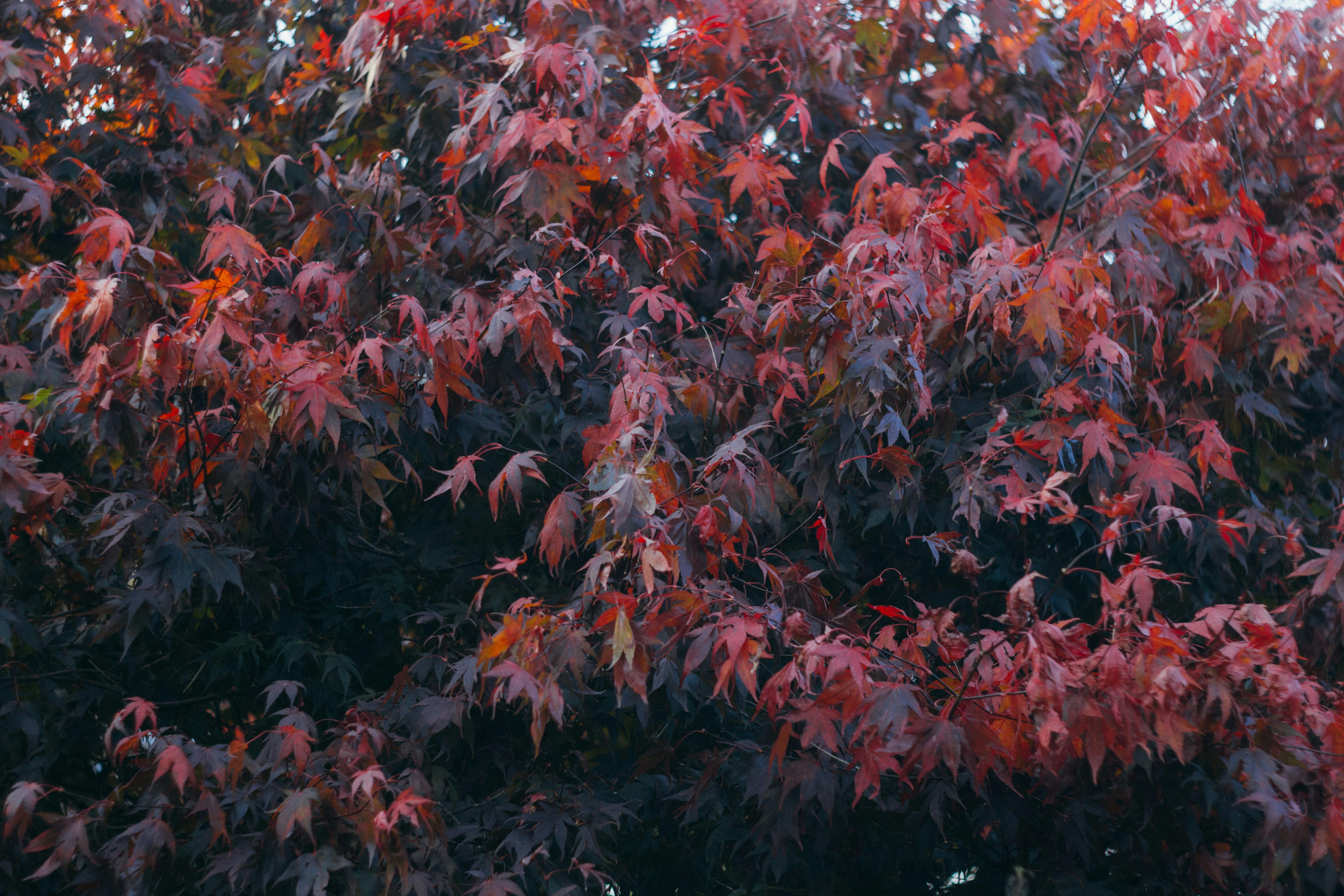 Photo by gloriaviktoriia