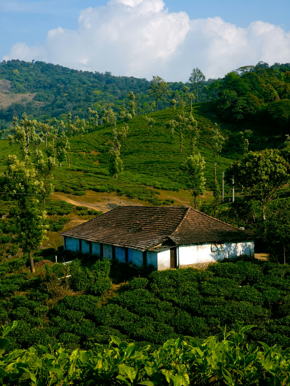 uma casa no meio de uma plantação de chá