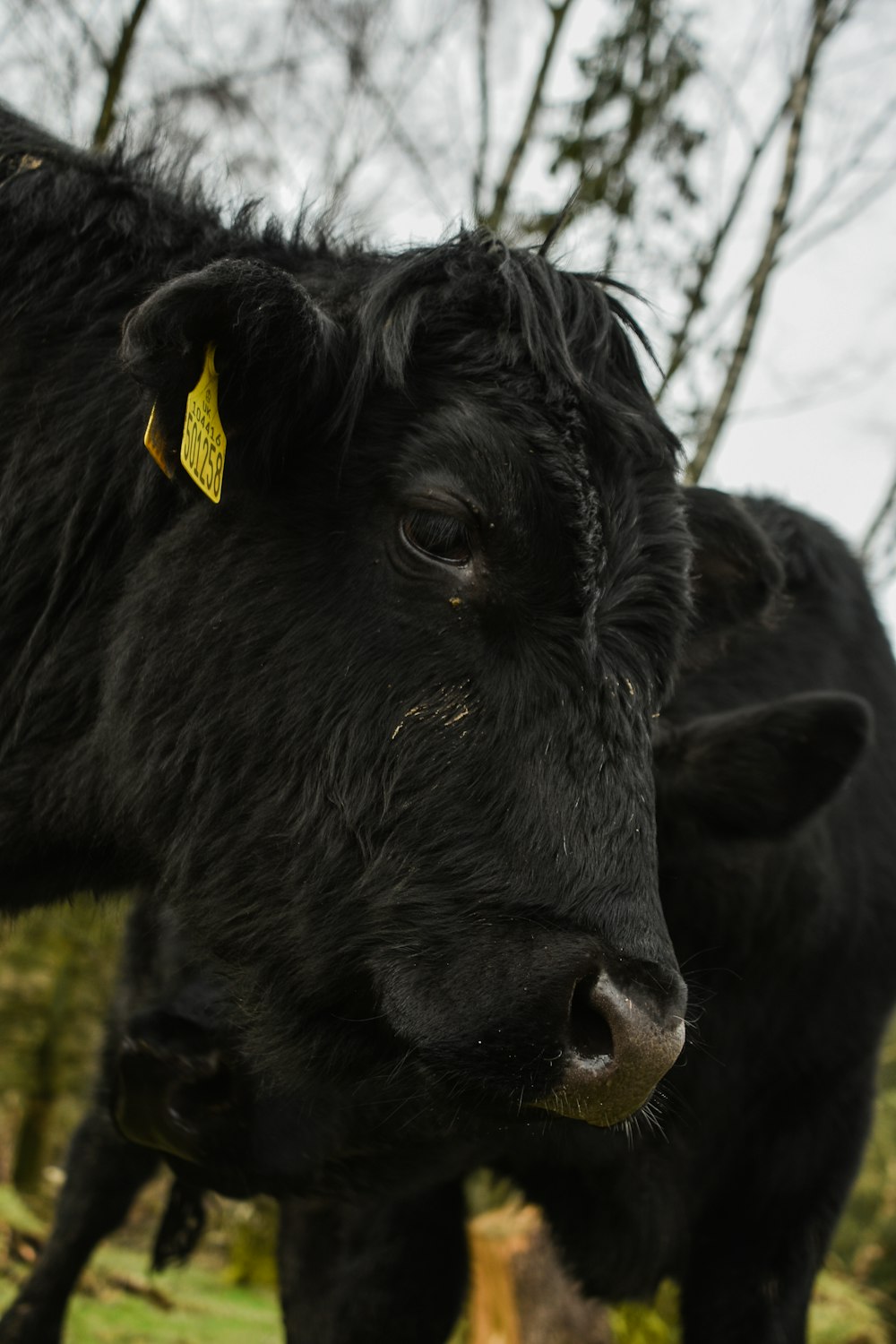 a close up of a black cow with a yellow tag on it's ear