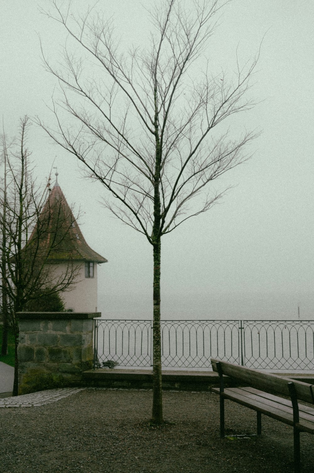 un albero solitario davanti a una recinzione e a un edificio