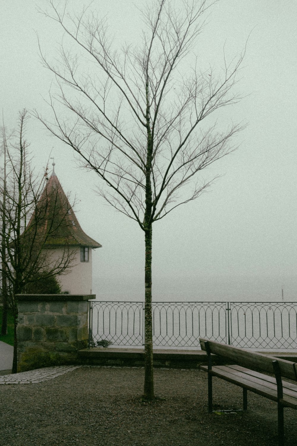 a lone tree in front of a fence and a building