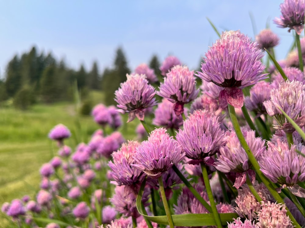 a field full of purple flowers with trees in the background