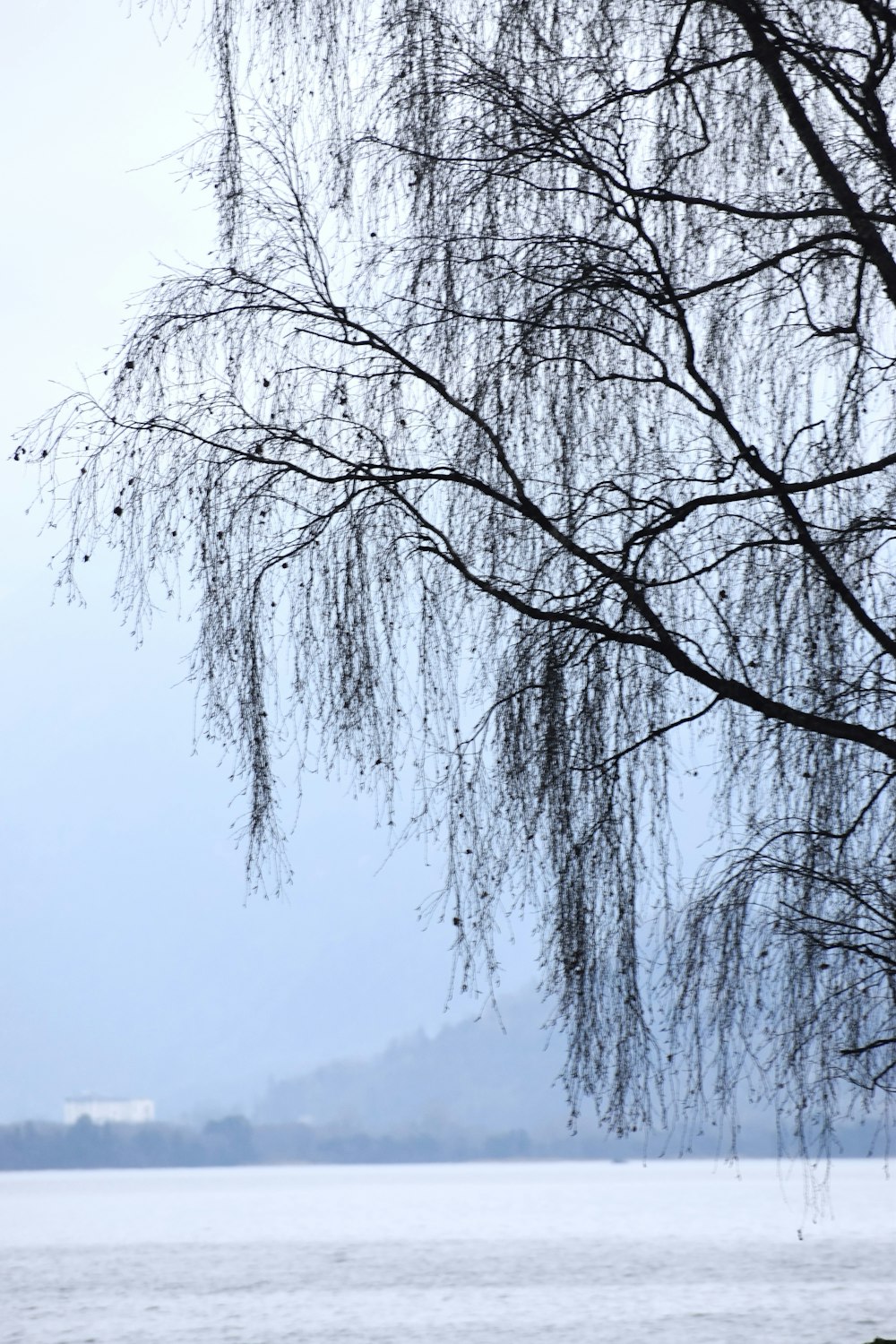 a bench sitting under a tree next to a body of water