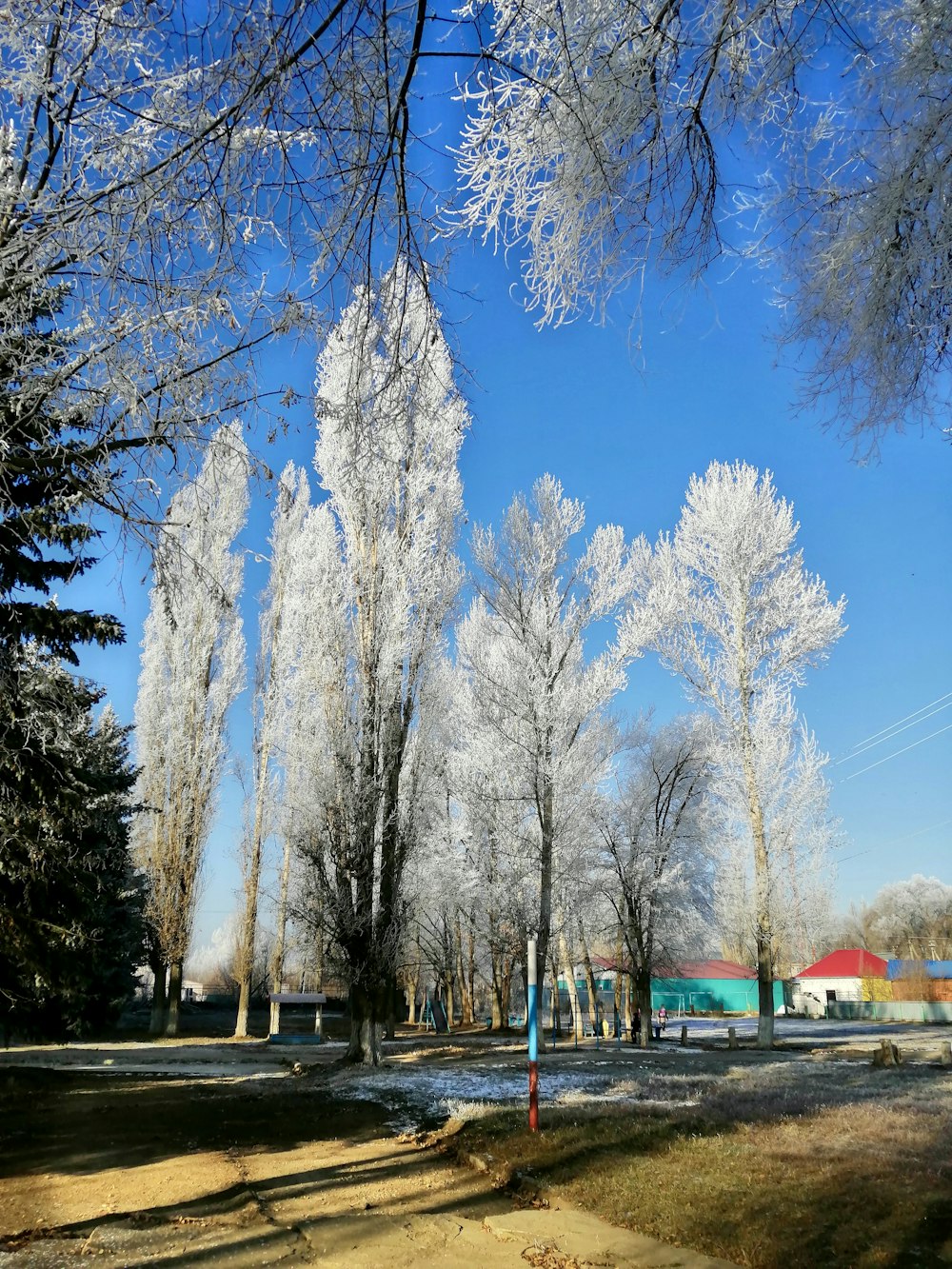a park with trees covered in ice on a sunny day